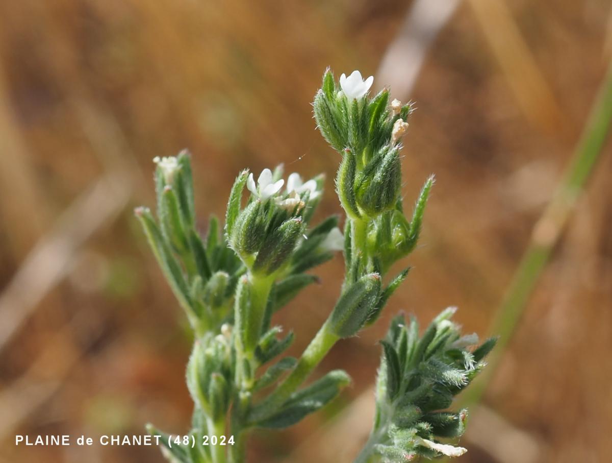 Gromwell, Corn flower